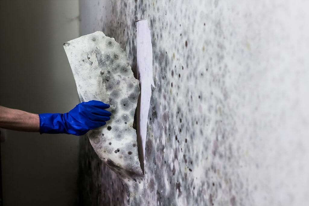 Mold Remediation and Testing